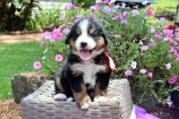 Rebel, a female Bernese Mountain Dog for sale in Pomona, MO – 6 of 9