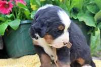 Cain, a male Bernese Mountain Dog for sale in Pomona, MO – 8 of 9