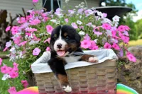 Laredo, a male Bernese Mountain Dog for sale in Pomona, MO – 5 of 7