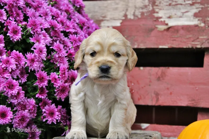 Sequioa – Golden Cocker Retriever, Miniature Golden Retriever puppy for sale in Pomona, MO