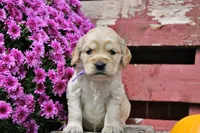 Sequioa, a female Golden Cocker Retriever and Miniature Golden Retriever for sale in Pomona, MO – 1 of 7