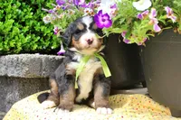 Cashmere, a female Bernese Mountain Dog for sale in Pomona, MO – 1 of 8