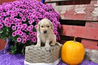 Bridger, a male Golden Cocker Retriever and Miniature Golden Retriever for sale in Pomona, MO – 2 of 6