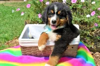 Luckenbach, a male Bernese Mountain Dog for sale in Pomona, MO – 3 of 10