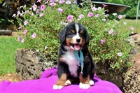Luckenbach, a male Bernese Mountain Dog for sale in Pomona, MO – 8 of 10