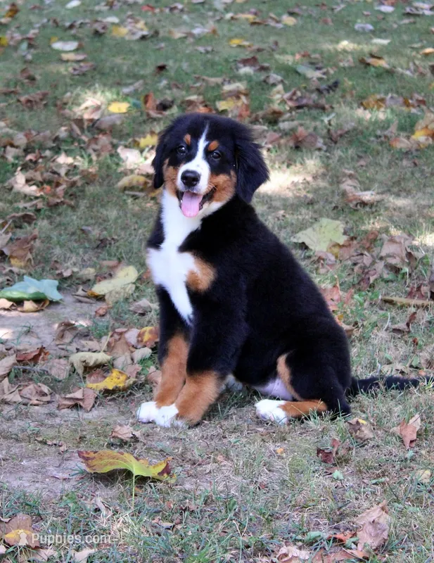 Killen – Bernese Mountain Dog puppy for sale in Pomona, MO