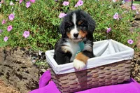 Luckenbach, a male Bernese Mountain Dog for sale in Pomona, MO – 6 of 10