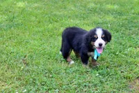 Frenzy, a female Bernese Mountain Dog for sale in Pomona, MO – 3 of 9
