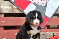 Cabernet, a female Bernese Mountain Dog for sale in Pomona, MO – 7 of 10