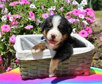 Galveston, a male Bernese Mountain Dog for sale in Pomona, MO – 3 of 7