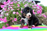 Laredo, a male Bernese Mountain Dog for sale in Pomona, MO – 4 of 7