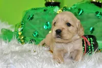 1800, a male Golden Cocker Retriever and Miniature Golden Retriever for sale in Pomona, MO – Photo 2 of 8