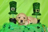 1800, a male Golden Cocker Retriever and Miniature Golden Retriever for sale in Pomona, MO – Photo 1 of 8