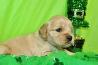 1800, a male Golden Cocker Retriever and Miniature Golden Retriever for sale in Pomona, MO – Photo 3 of 8