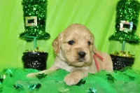 1800, a male Golden Cocker Retriever and Miniature Golden Retriever for sale in Pomona, MO – Photo 4 of 8