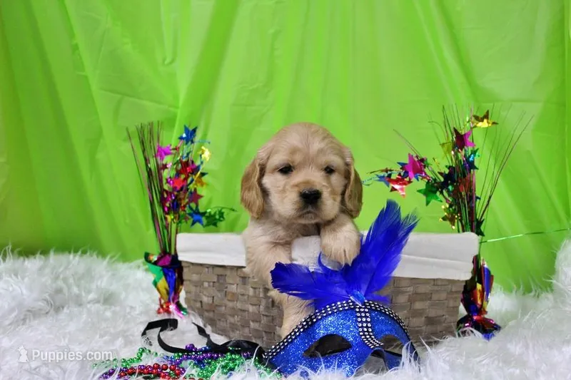 Cheeto – Golden Cocker Retriever, Miniature Golden Retriever puppy for sale in Pomona, MO