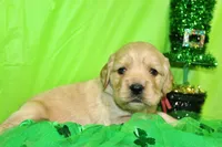1800, a male Golden Cocker Retriever and Miniature Golden Retriever for sale in Pomona, MO – Photo 5 of 8