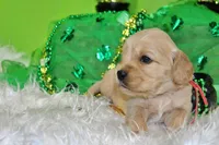 1800, a male Golden Cocker Retriever and Miniature Golden Retriever for sale in Pomona, MO – Photo 8 of 8