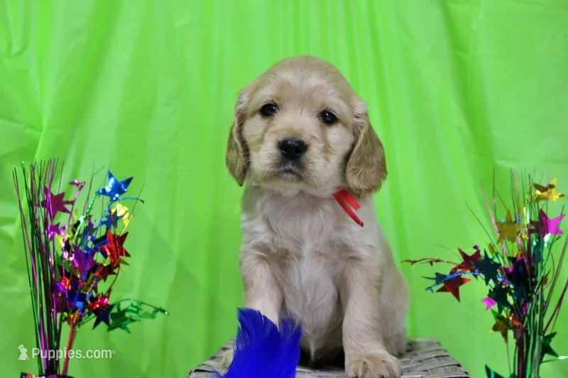 Cheeto – Golden Cocker Retriever, Miniature Golden Retriever puppy for sale in Pomona, MO