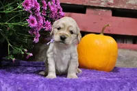 Sequioa, a female Golden Cocker Retriever and Miniature Golden Retriever for sale in Pomona, MO – 4 of 7