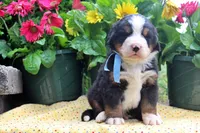 Callen, a female Bernese Mountain Dog for sale in Pomona, MO – 1 of 10