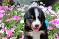 San Antonio Rose, a female Bernese Mountain Dog for sale in Pomona, MO – 3 of 7
