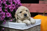 Shawnee, a female Golden Cocker Retriever and Miniature Golden Retriever for sale in Pomona, MO – 3 of 8