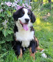 Newman, a male Bernese Mountain Dog for sale in Pomona, MO – 2 of 9