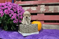 Custer, a male Golden Cocker Retriever and Miniature Golden Retriever for sale in Pomona, MO – 2 of 8