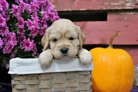 Pike , a male Golden Cocker Retriever and Miniature Golden Retriever for sale in Pomona, MO – 7 of 8