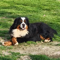 San Antonio Rose, a female Bernese Mountain Dog for sale in Pomona, MO – 6 of 7