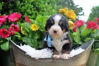 Callen, a female Bernese Mountain Dog for sale in Pomona, MO – 8 of 10