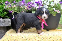 Chambray, a female Bernese Mountain Dog for sale in Pomona, MO – 4 of 8