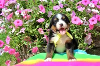 McKinney, a female Bernese Mountain Dog for sale in Pomona, MO – 1 of 8