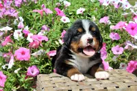 Luckenbach, a male Bernese Mountain Dog for sale in Pomona, MO – 3 of 8