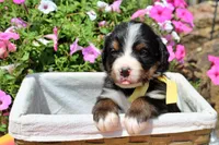 Killen, a female Bernese Mountain Dog for sale in Pomona, MO – 3 of 5