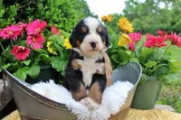 Cain, a male Bernese Mountain Dog for sale in Pomona, MO – 2 of 9