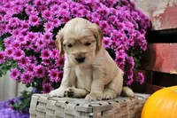 Hauss, a female Golden Cocker Retriever and Miniature Golden Retriever for sale in Pomona, MO – 5 of 6