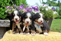 Callen, a female Bernese Mountain Dog for sale in Pomona, MO – 10 of 10