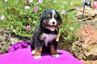 Killen, a female Bernese Mountain Dog for sale in Pomona, MO – 5 of 10