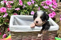 Auston, a male Bernese Mountain Dog for sale in Pomona, MO – 6 of 8