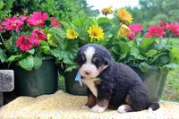 Callen, a female Bernese Mountain Dog for sale in Pomona, MO – 6 of 10