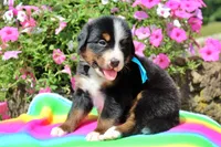 San Antonio Rose, a female Bernese Mountain Dog for sale in Pomona, MO – 5 of 7