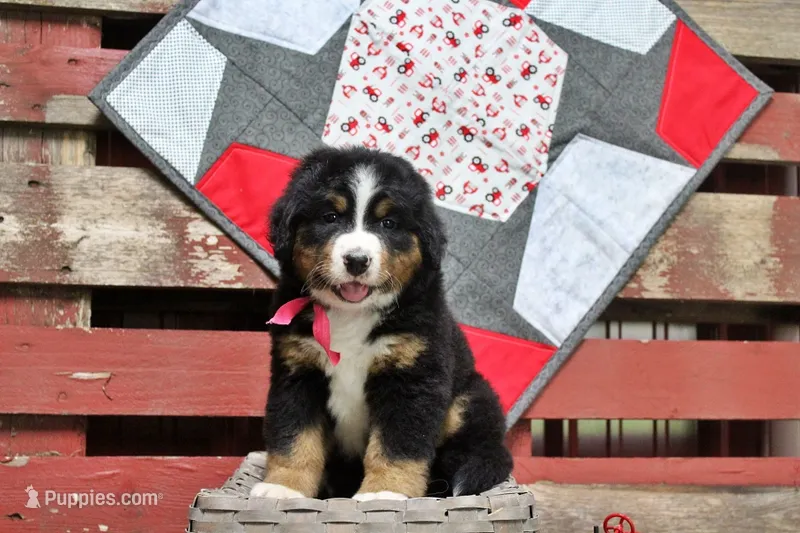 Chambray – Bernese Mountain Dog puppy for sale in Pomona, MO