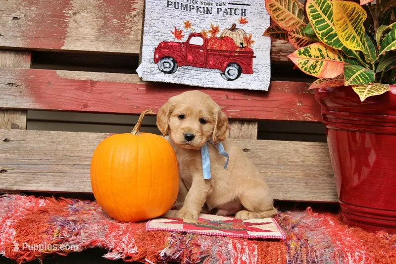 Bridger – Golden Cocker Retriever, Miniature Golden Retriever puppy for sale in Pomona, MO