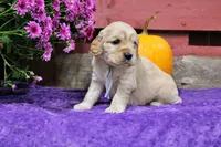 Twain, a male Golden Cocker Retriever and Miniature Golden Retriever for sale in Pomona, MO – 9 of 9