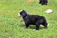 Vixen, a female Bernese Mountain Dog for sale in Pomona, MO – 5 of 7