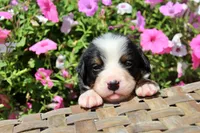 Auston, a male Bernese Mountain Dog for sale in Pomona, MO – 5 of 8