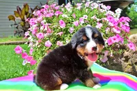Luckenbach, a male Bernese Mountain Dog for sale in Pomona, MO – 5 of 8