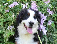 Sampson, a male Bernese Mountain Dog for sale in Pomona, MO – 3 of 8